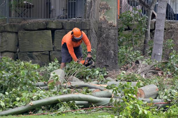 Best Emergency Tree Removal  in Greencastle, PA