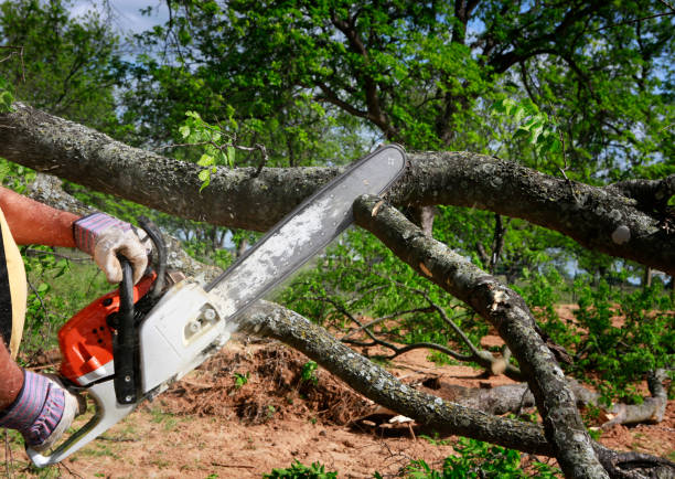 How Our Tree Care Process Works  in  Greencastle, PA